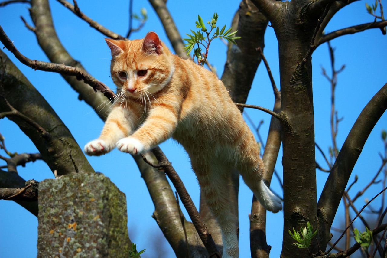 北京最新猫咪领养信息，温馨家园寻找新主人，猫咪等你来领养！