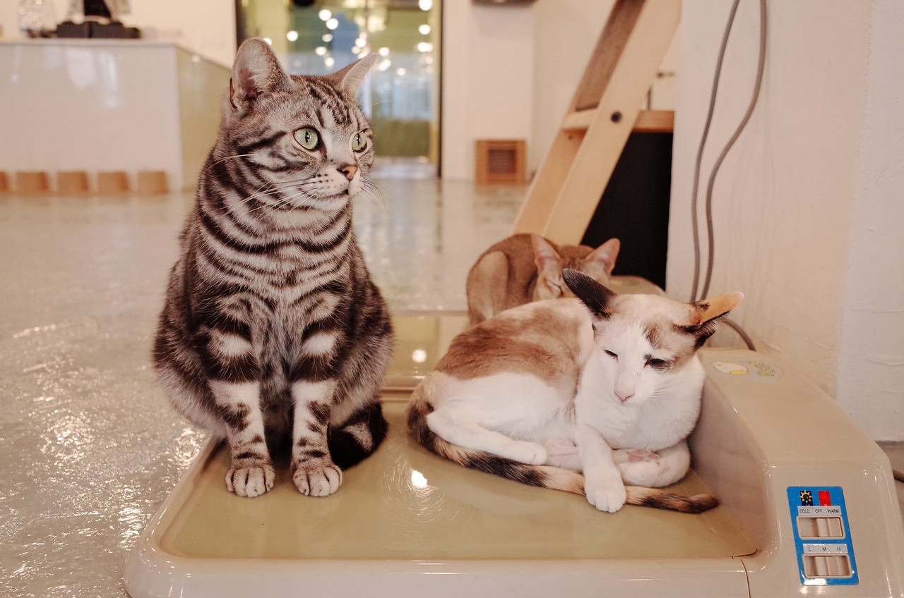 猫咪官方最新下载地址信息分享，获取最新下载链接及资讯