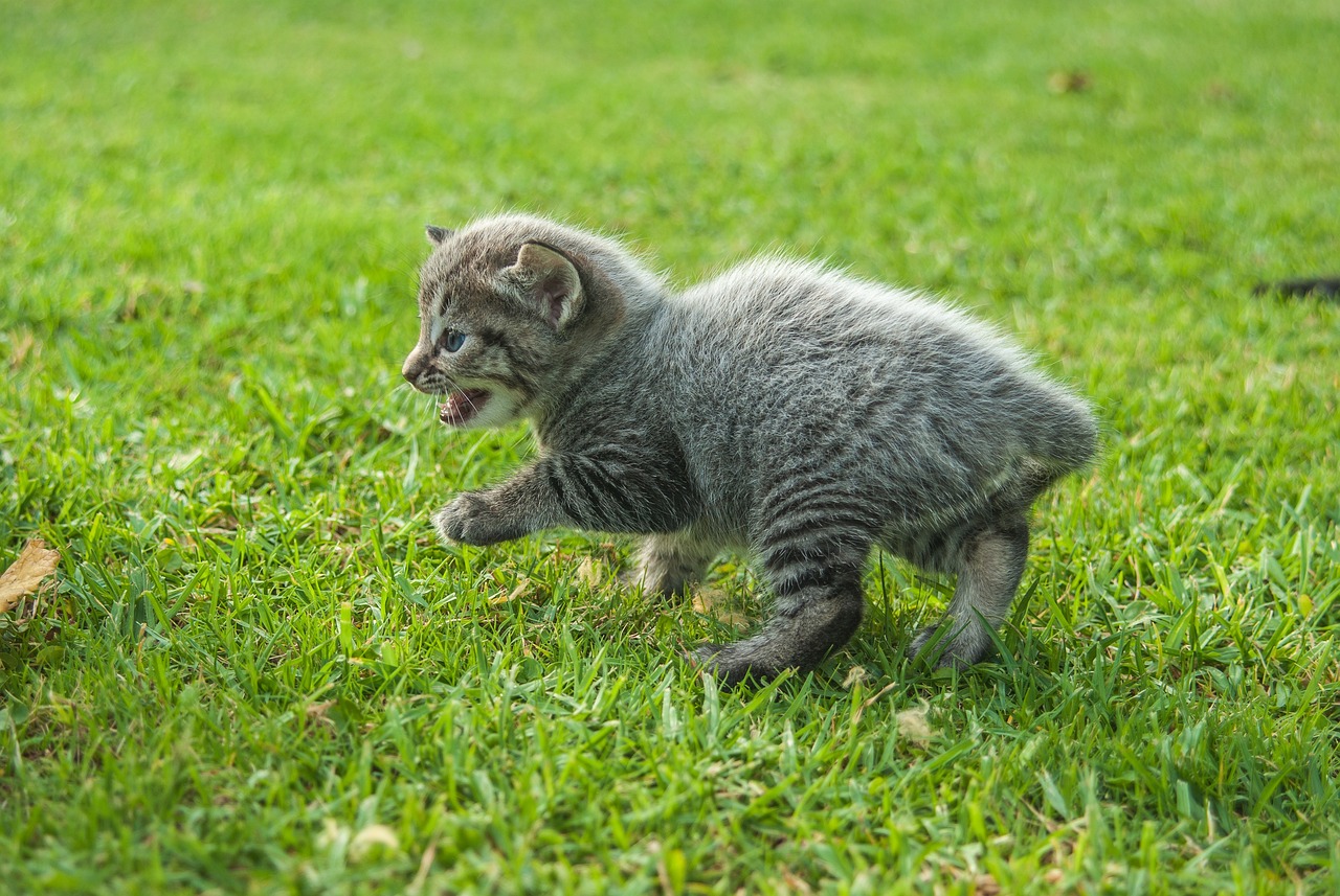 关于猫咪网址的最新资讯与探索，最新猫咪网址大全